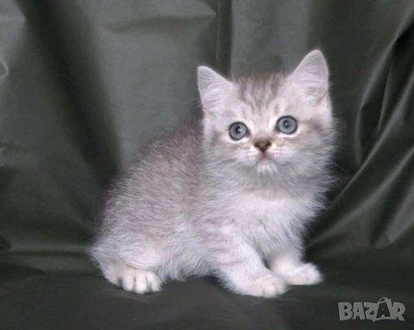 Британски късокосмести котета, снимка 5 - Британска късокосместа - 52373949