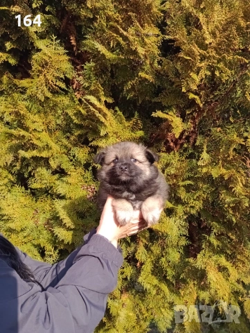 Померански Шпицове, снимка 4 - Немски шпиц - 53486751