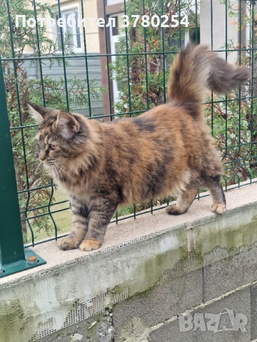 Мейн Кун , снимка 5 - Мейн кун - 52314032