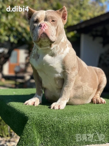 Американско були -покет, снимка 7 - Други - 51169468