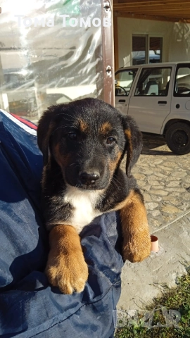 Подарявам гончета 2 броя на 2 месеца и половина., снимка 4 - Гонче - 52514067