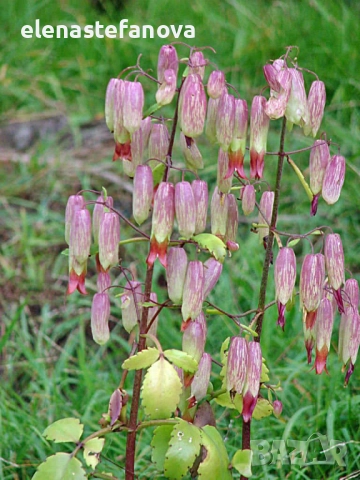 Комплект от два екзотични редки сорта Каланхое, снимка 2 - Стайни растения - 51811512