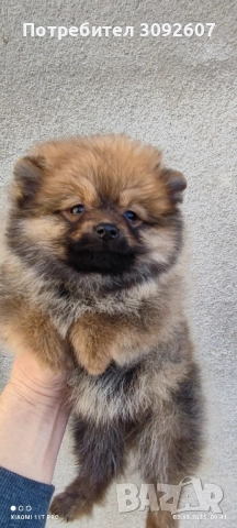 Померан чета мъжки и женски 