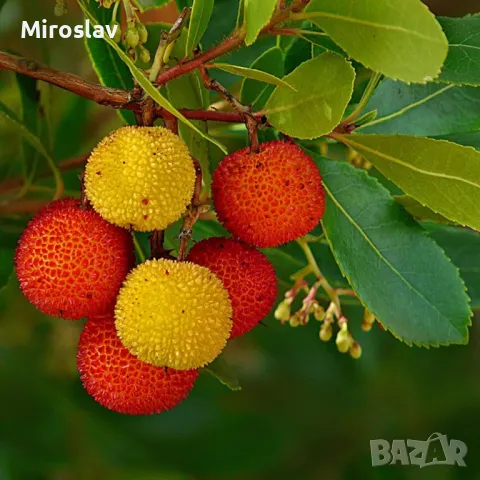 Ягодово дърво/Arbutus unedo (кумарка), снимка 2 - Градински цветя и растения - 49323572