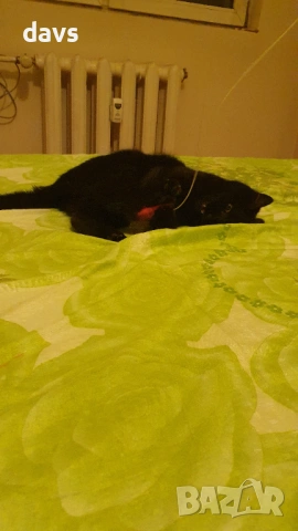 Черна котка на 6 мес. търси дом, снимка 14 - Други - 53116660