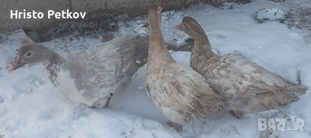 Продавам 4 Неми Патици , снимка 4 - Патици и гъски - 53138539