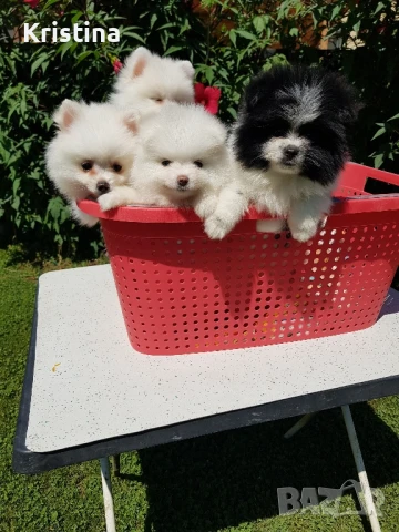 Померан померани свободни !, снимка 7 - Померан - 51308616