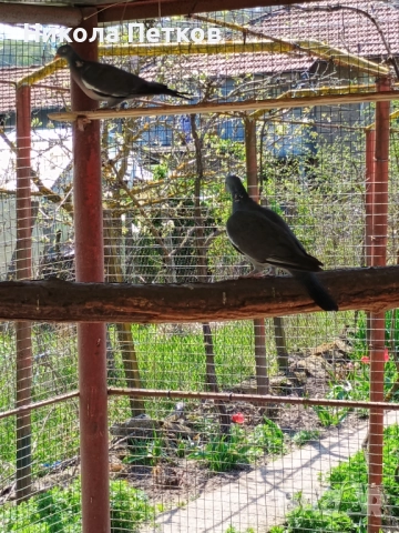 Гривеци , снимка 2 - други­ - 52127132