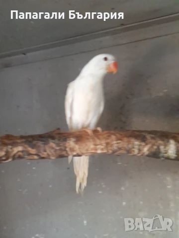 Ръчно хранени Средно говорящи видове папагали , снимка 2 - Папагали - 50957872