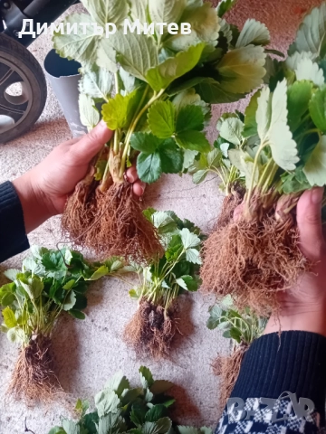 Продавам разсат ягоди , снимка 3 - Разсади - 51749795