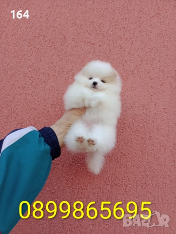 Бели женски Померани. Реални снимки от 15.12.25 г. , снимка 8 - Померан - 52697509