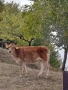 продавам животни, снимка 3