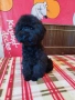 Мини пудел , снимка 8