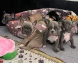 French bulldog / Френски булдог, снимка 10