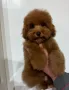 Мини пудел, снимка 2
