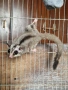 Летяща Захарна Катерица с клетка, снимка 3
