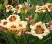 Продавам Цветя Хемерокалис - за пролетно засаждане, снимка 8