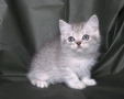 Британски късокосмести котета, снимка 5