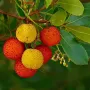 Ягодово дърво/Arbutus unedo (кумарка), снимка 2