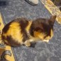 Малко сладко коте/котенце търси своя дом спешни във Варна, снимка 7
