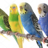 Вълнисти папагали - Лично Перник - Различни цветове и пол, снимка 4 - Папагали - 36649407