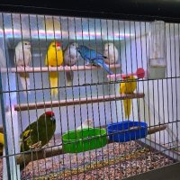 Разнообразие на папагали, снимка 10 - Папагали - 43127939