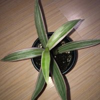 Tradescantia Spathacea Tricolor , снимка 2 - Стайни растения - 43554875