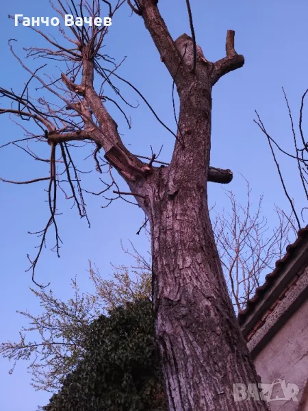 Окастрено дърво орех , снимка 1