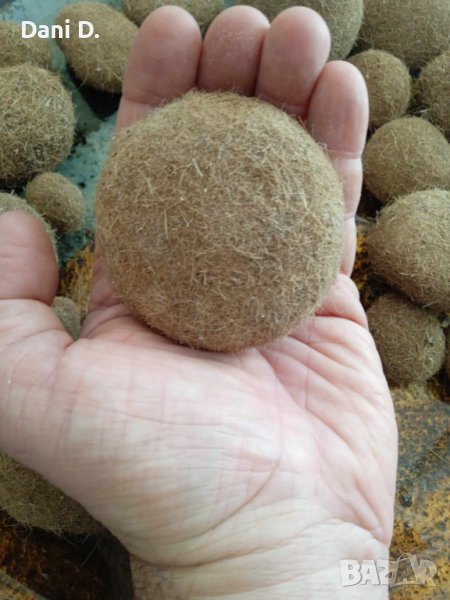 естествени натурални топки от сухи водорасли, изхвърлени от Средиземно море край бреговете на Тунис, снимка 1