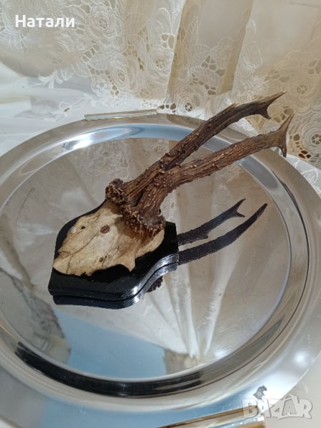 ловен трофей,рога 922, снимка 1