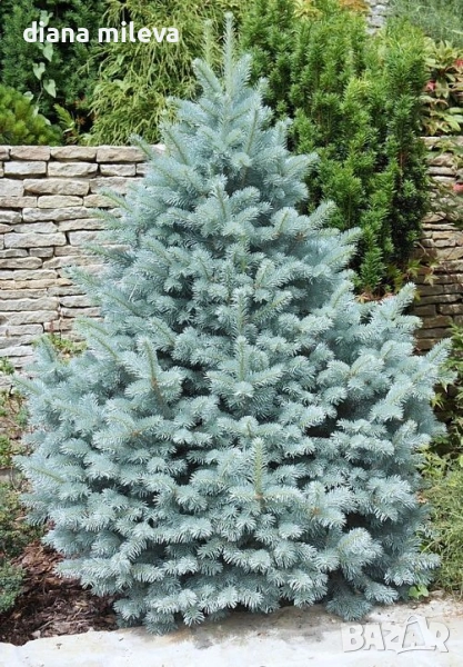 Сребрист смърч, Picea pungens 'Misty Blue', снимка 1