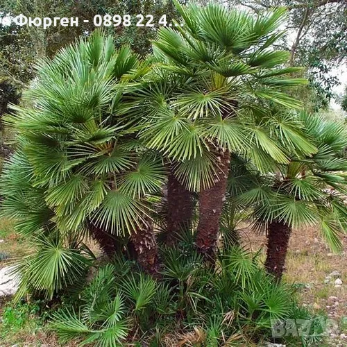 Палма Хамеропс, Chamaerops humilis, снимка 1