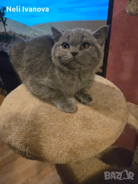 Продавам , снимка 1