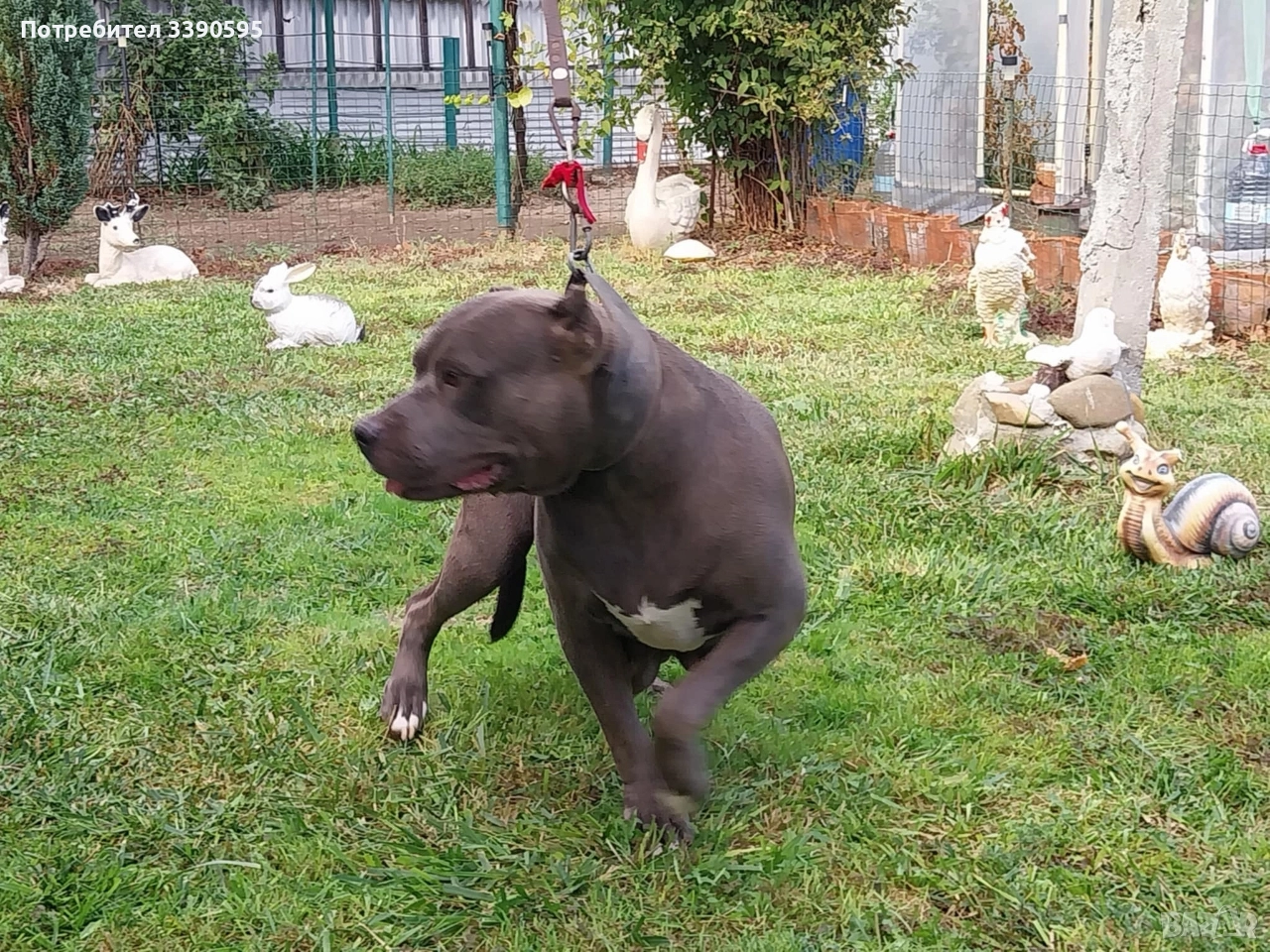 Америка ски Питбул Блу Нос, снимка 1