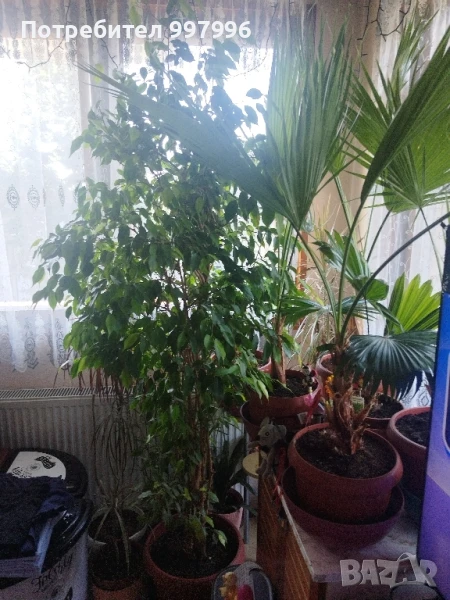 Бенджамин- 2м, снимка 1