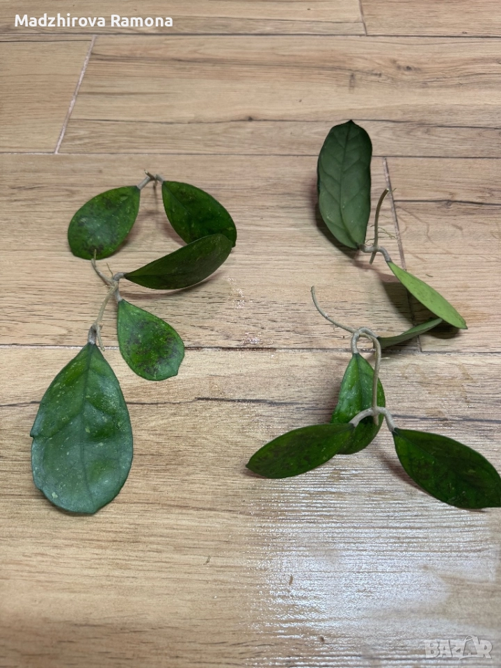 Hoya Irina , снимка 1