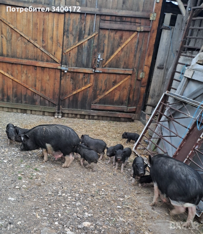 Виетнамски прасета 🐷🐷🐷, снимка 1