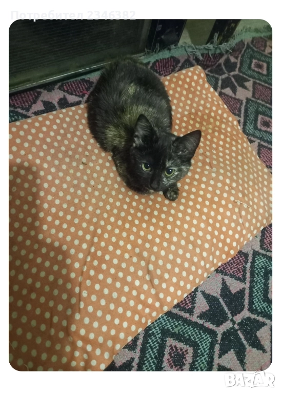 котенце се подарява, снимка 1