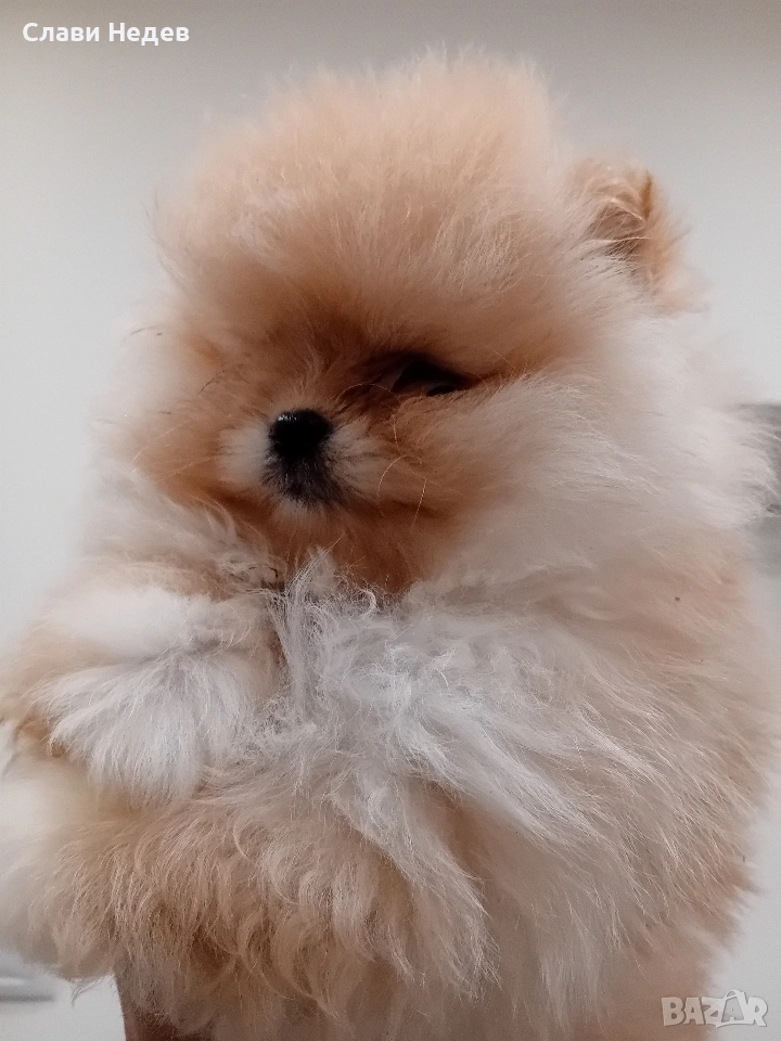 померан мини сладкишка, снимка 1