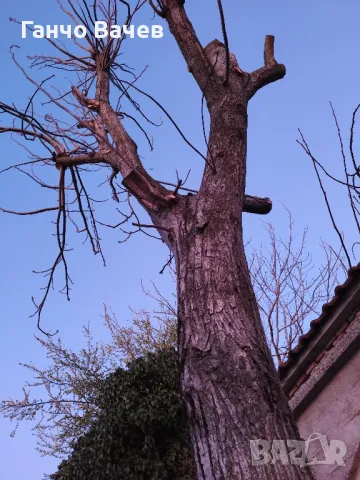 Окастрено дърво орех , снимка 1