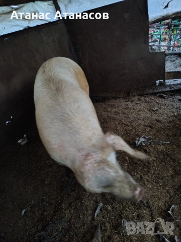 Свиня майка , снимка 4 - Прасета - 53506507