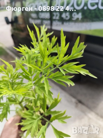 ЧЕРЕН БЪЗ GOLDEN TOWER - ЗЛАТНА КУЛА, снимка 4 - Разсади - 51938768