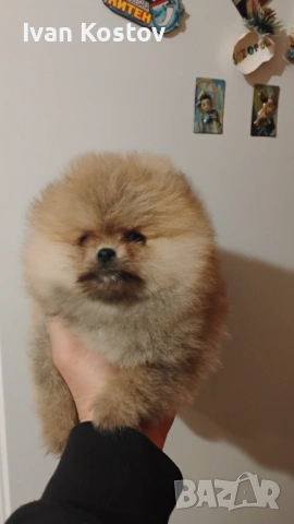 Продавам мини померанче , снимка 2 - Померан - 53480625
