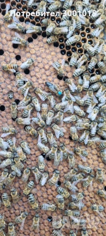 Пчелни майки и отводки-2026г., снимка 3 - За пчели - 50596376