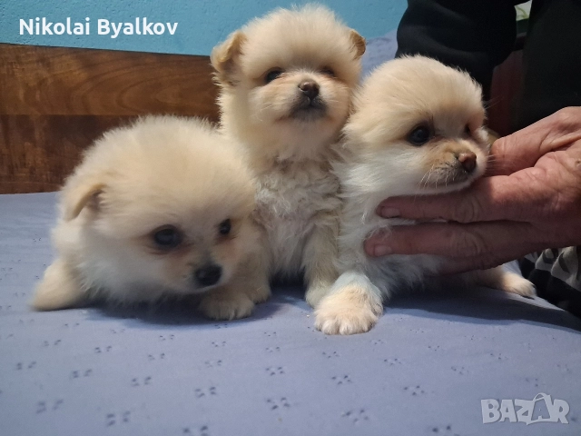 продавам кученца шпиц померан 2 момченца и 1 момиче, снимка 5 - Померан - 52893456
