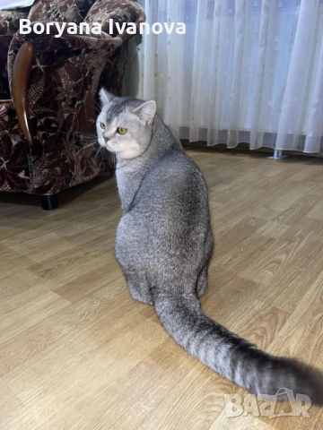 Британски късокосмест котарак търси своята дама, снимка 7 - Британска късокосместа - 51458667