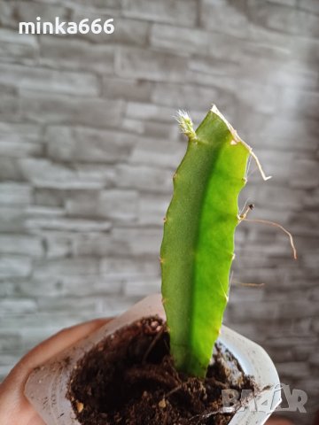 Разсад за питая(драконов плод), снимка 3 - Градински цветя и растения - 43755976