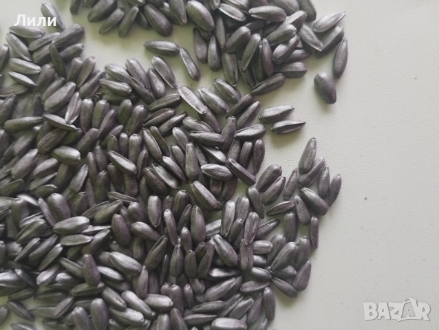 семе слънчоглед за сеuтба Lidea, снимка 5 - Сортови семена и луковици - 52837342