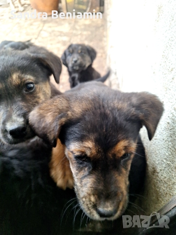 Подарявам кученца, снимка 2 - Други - 52349355