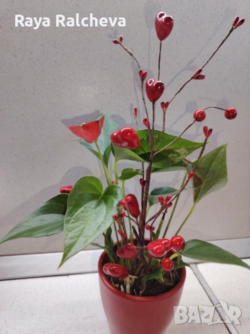 Цвете за Свети Валентин , снимка 2 - Градински цветя и растения - 53394442